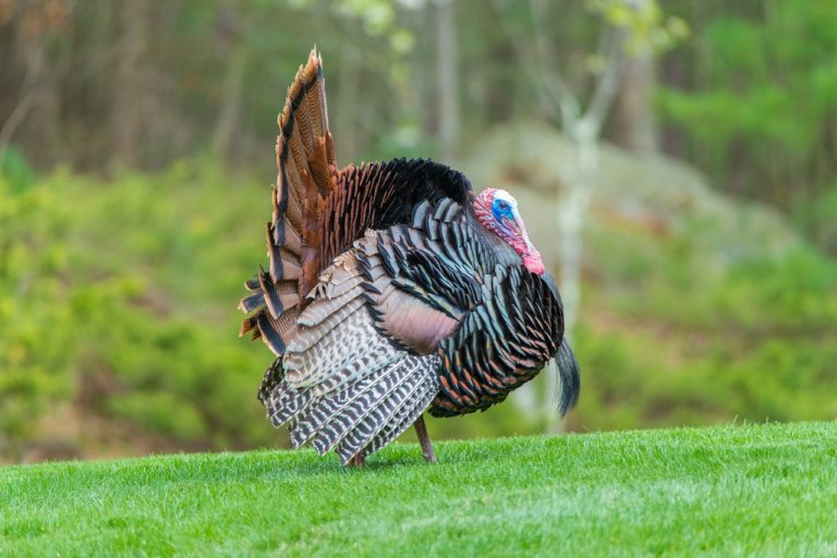 wildlife, turkeys, birds