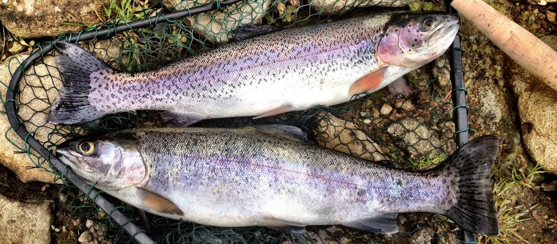 Rainbow trout, how to catch your limit. - Fair Game Gear